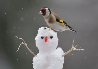 Freezing air with snow and blizzards forecast this week