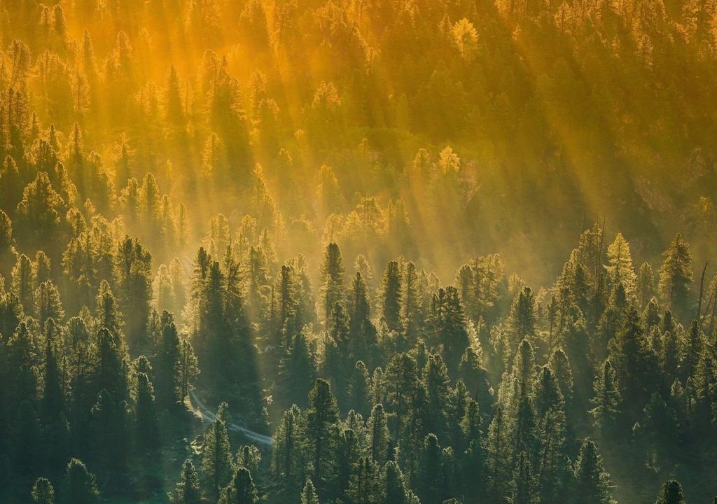 Invasive Mückenarten sind vor allem in Städten anzutreffen, in Wäldern hingegen kaum. Invasive Mückenarten sind vor allem in Städten anzutreffen, in Wäldern hingegen kaum.