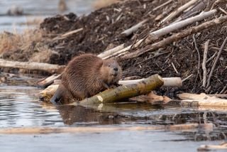 Beavers: Allies in Restoring Water Sources, Supporting Ecosystems, and Combating Drought. Here is what to know