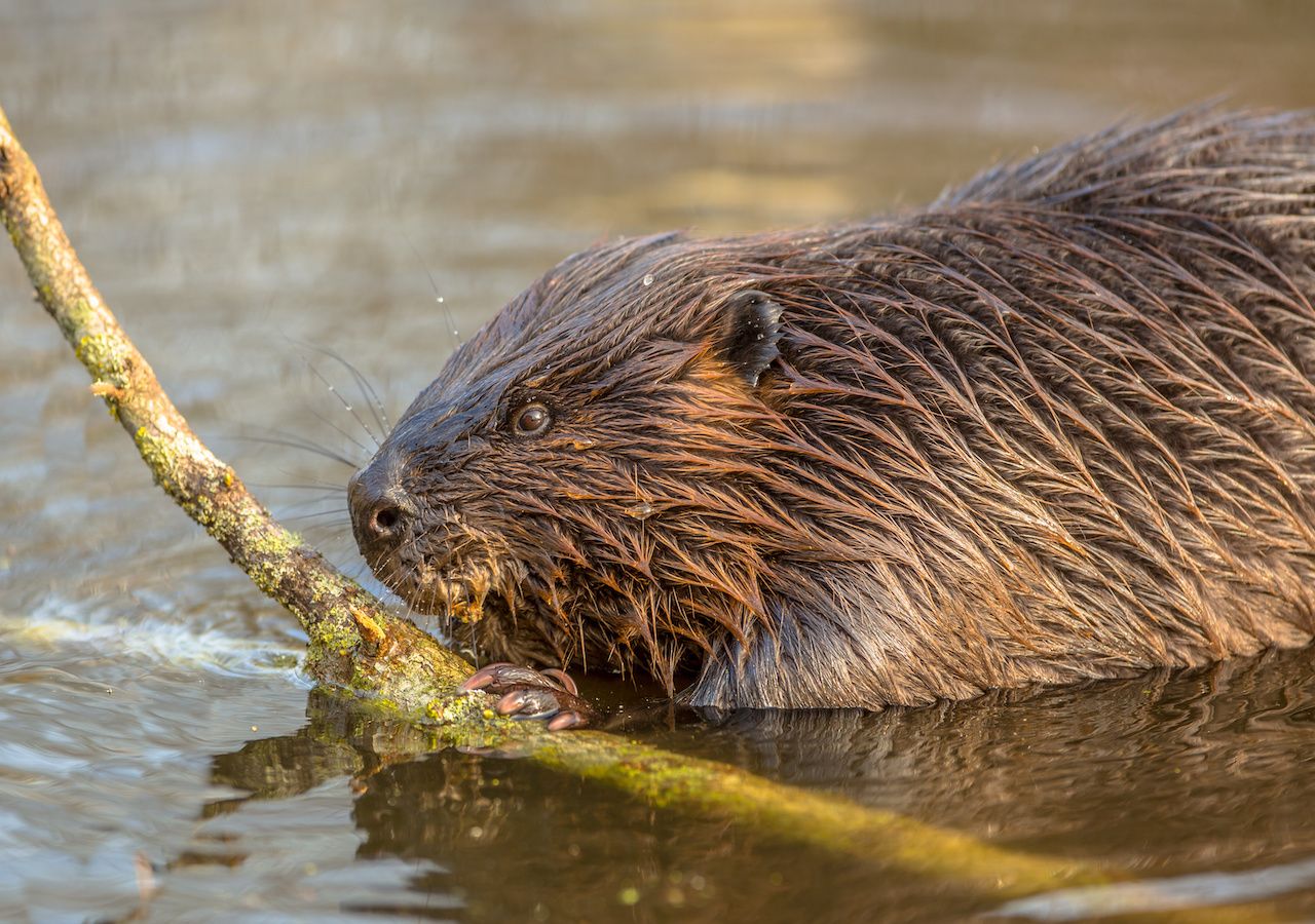 Beavers Critical To Environment But Need Our Help   Beavers Critical To Uk Environment But Need Our Help 259161 1 1280 