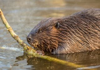 Beavers 'critical' to environment but need our help