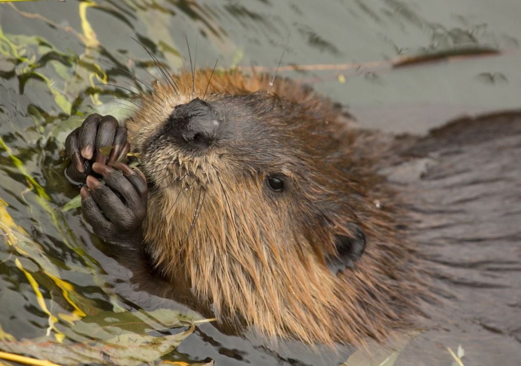 Beavers are successfully living in parts of Britain.