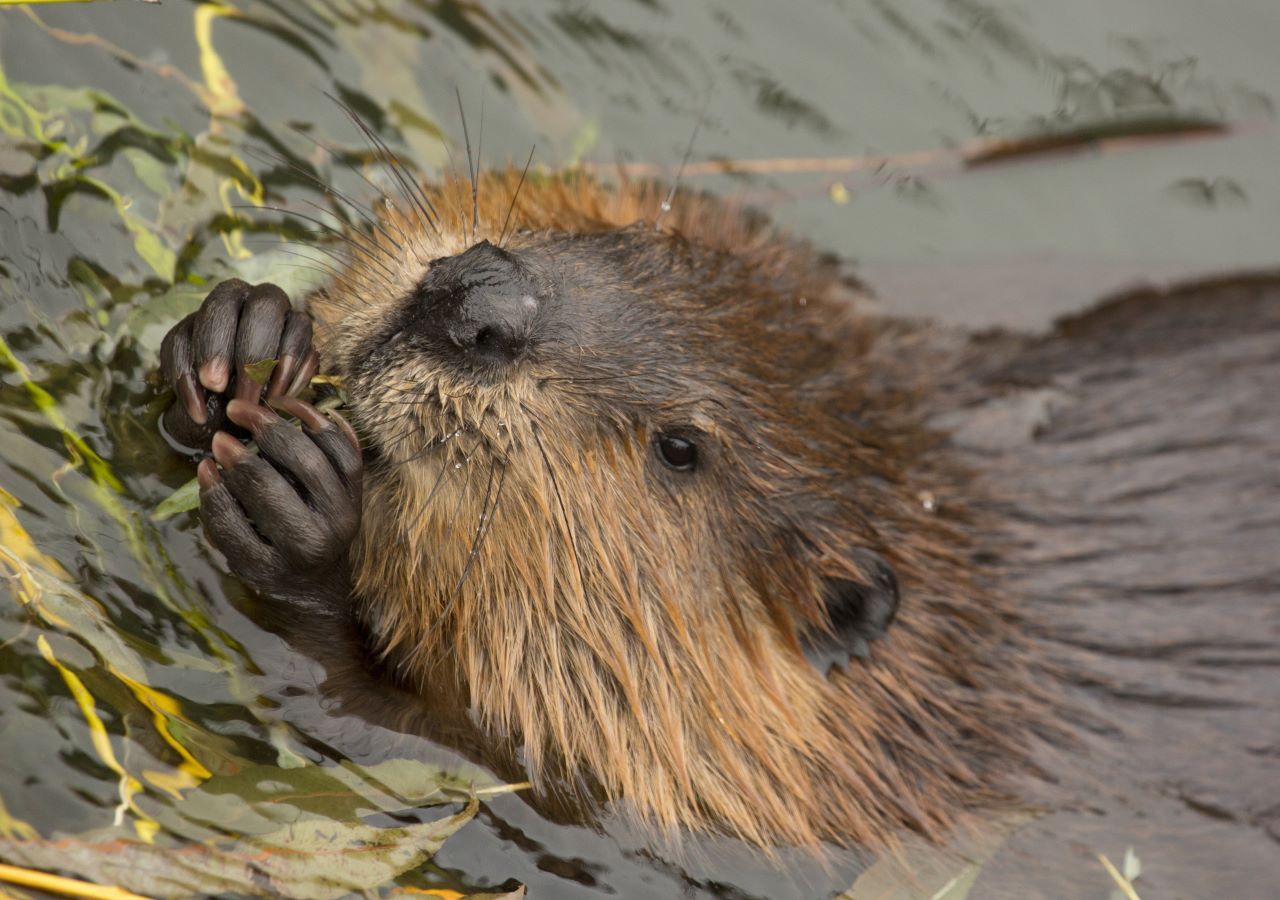 Beavers are thriving in Scotland, especially in Perth