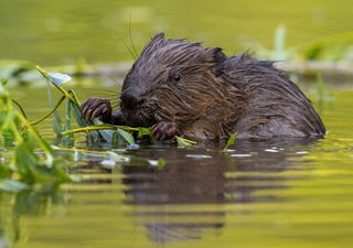 Beavers to return to London for first time in 400 years