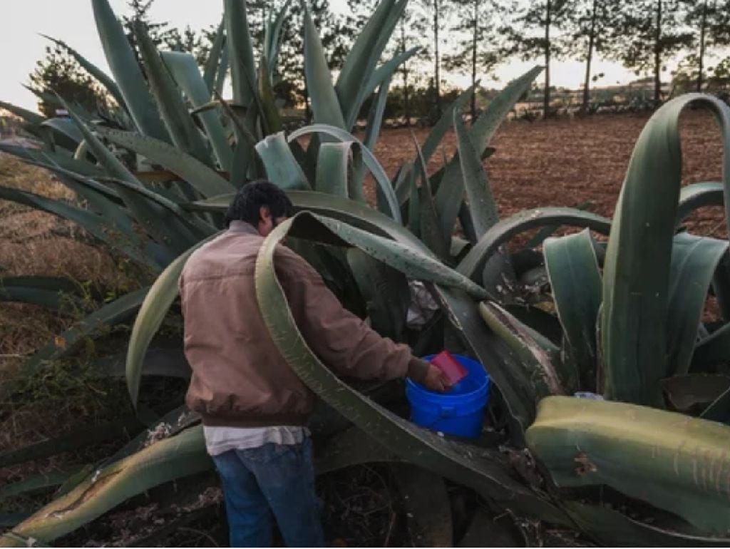 Algunas especies de agave son más productivas que otras.