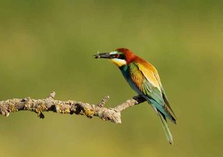 Bee-eaters create a buzz, making a historic return to the UK