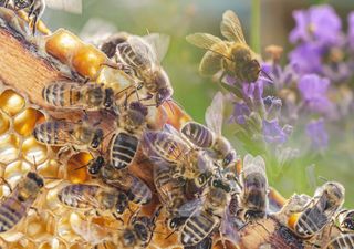 Sin abejas, sin comida: ¿Por qué hoy es el Día Mundial de las Abejas?