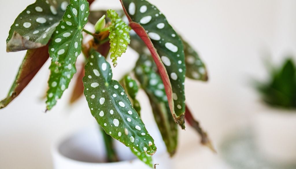 Las hojas nuevas son el mejor termómetro: si emergen más pequeñas o con menor contraste, es señal de que las condiciones aún no son óptimas.