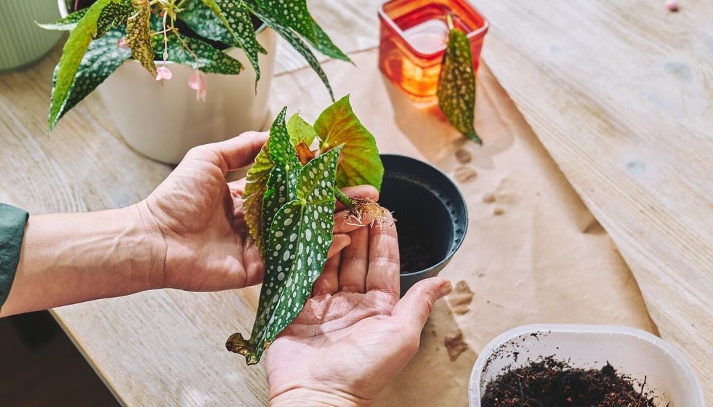 Renovar el sustrato de la Begonia maculata no es solo mantenimiento: es clave para evitar acumulación de humedad y recuperar su vitalidad.