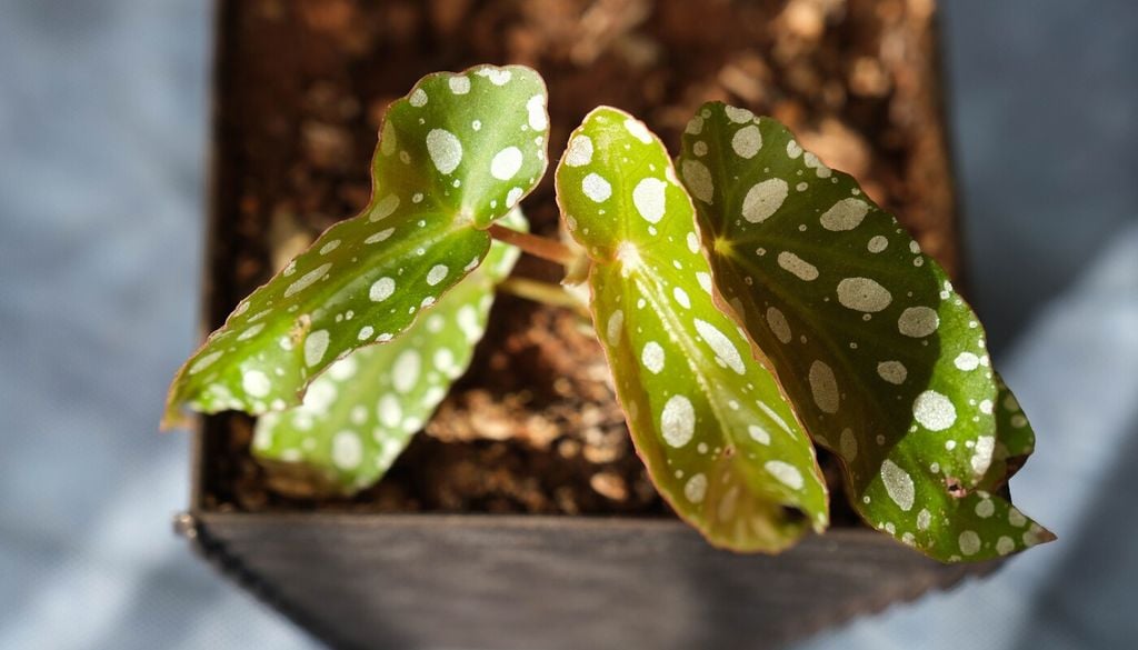 Mover la Begonia a un lugar más luminoso puede ser suficiente para que recupere su color en pocas semanas.
