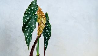 Begonia maculata: por qu&eacute; sus lunares se ven opacos y c&oacute;mo devolverle su color intenso