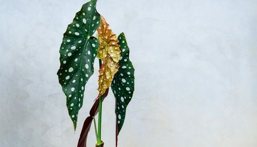 Begonia maculata: por qu&eacute; sus lunares se ven opacos y c&oacute;mo devolverle su color intenso