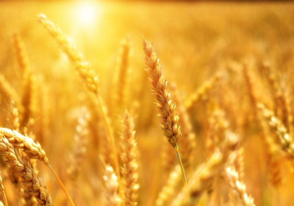 Wissenschaftler haben Nanoplastikpartikel in den Wurzeln von Winterweizen nachgewiesen.