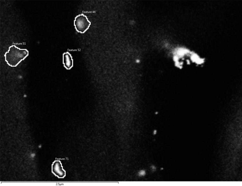 Analytische Rasterelektronenmikroskop-Aufnahme von mit Gold markierten Nanoplastikpartikeln in der Wurzel einer Weizenpflanze.