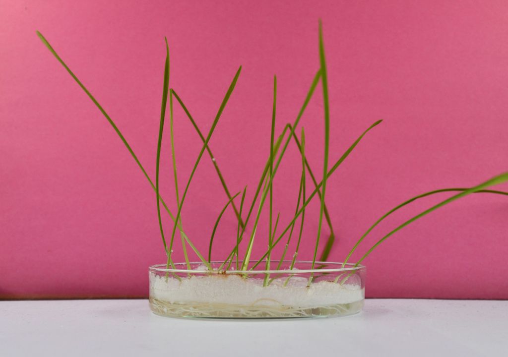 Weizenpflanzen mit Mikro- und Nanoplastik in einer Anzuchtschale.