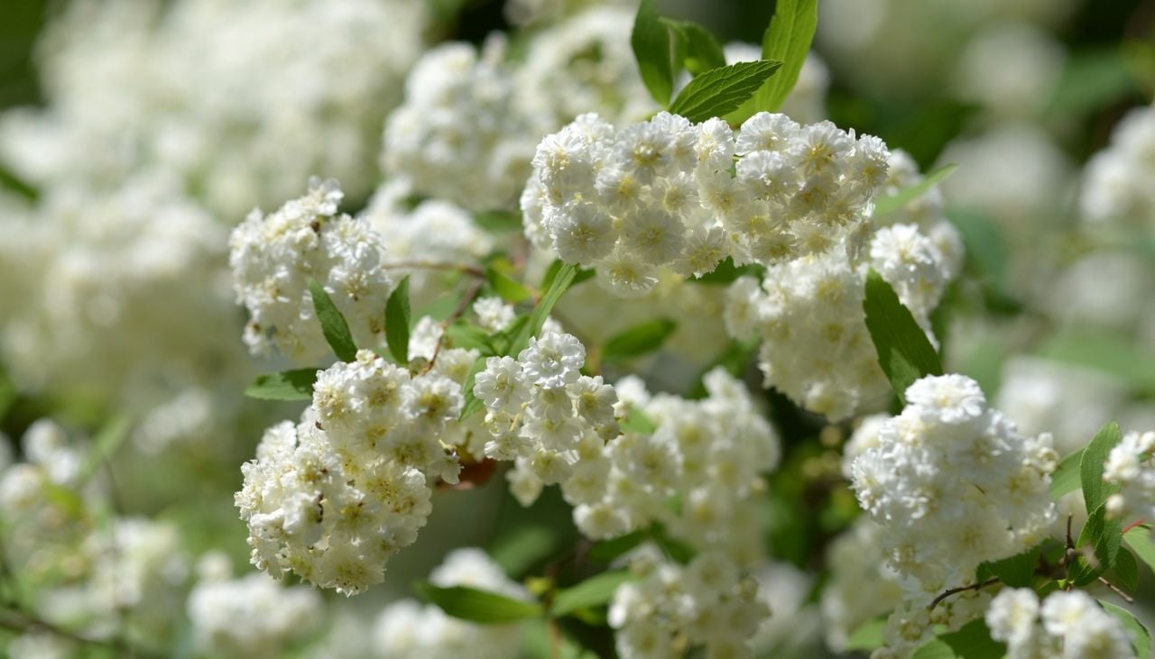 Aussi belle que le jasmin, mais plus résistante : la plante qui se couvre de fleurs blanches dès le début du printemps