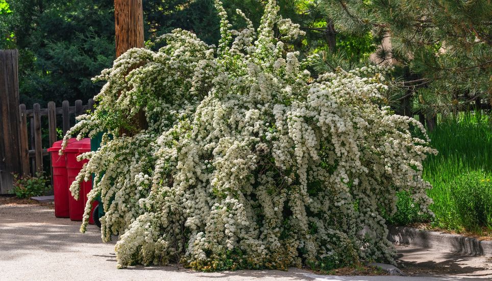 Ses fleurs sont petites, mais elles apparaissent en si grand nombre qu’elles peuvent recouvrir une grande partie des branches et transformer complètement l’aspect de l’arbuste.