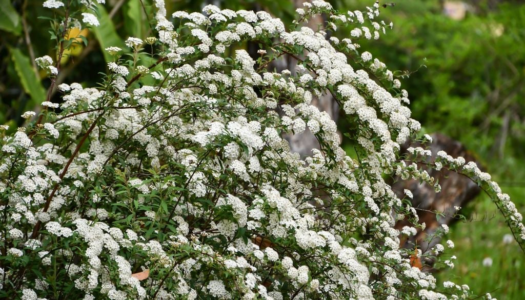 plantas La forma arqueada de sus ramas es una de las características más distintivas de la corona de novia y potencia su efecto ornamental durante la floración.