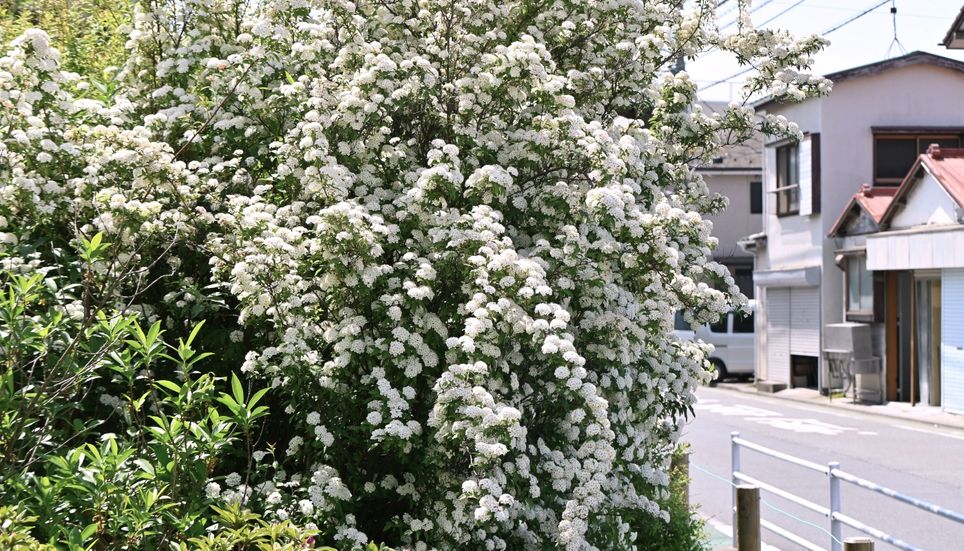 La couronne de mariée fleurit au printemps et, dans l’hémisphère Sud, elle peut commencer à produire ses premières fleurs dès la fin de l’hiver.