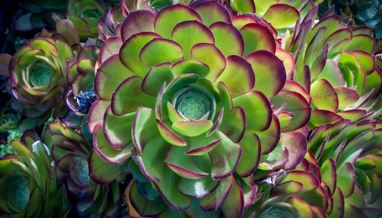La disposición compacta de sus hojas carnosas le permite almacenar agua y resistir la sequía.