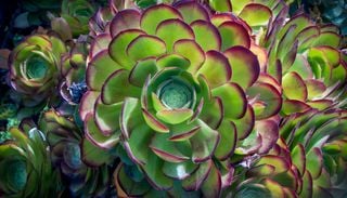 Bella y resistente: la suculenta que crece como un arbusto, cambia de color y deslumbra con sus flores