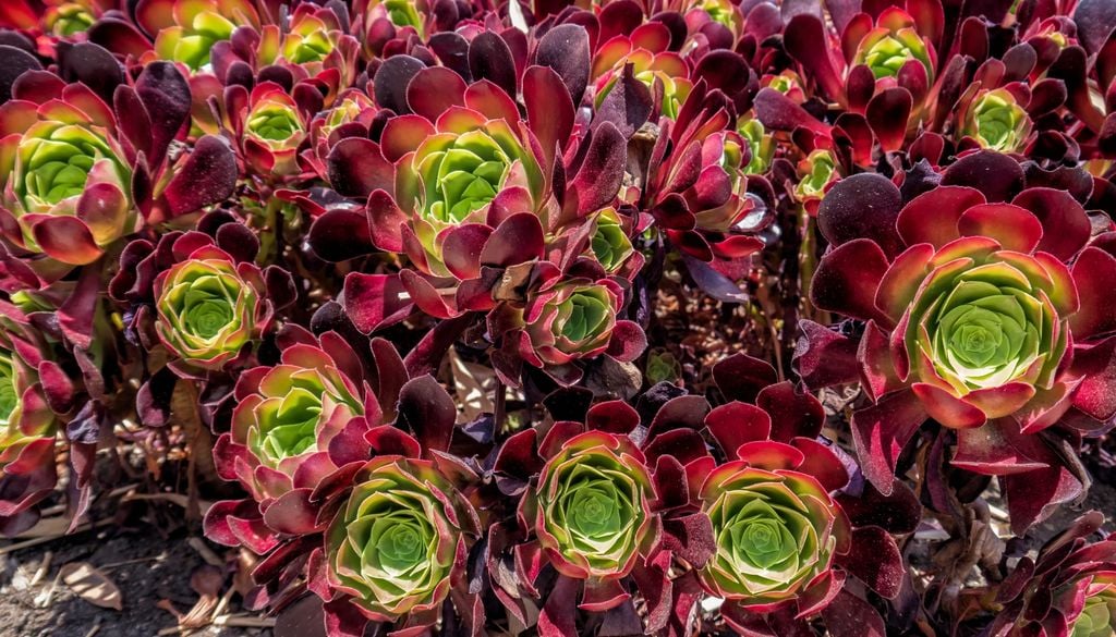 Plantas Las rosetas intensifican sus tonos oscuros con la luz solar directa y se vuelven más verdes cuando reciben sombra.