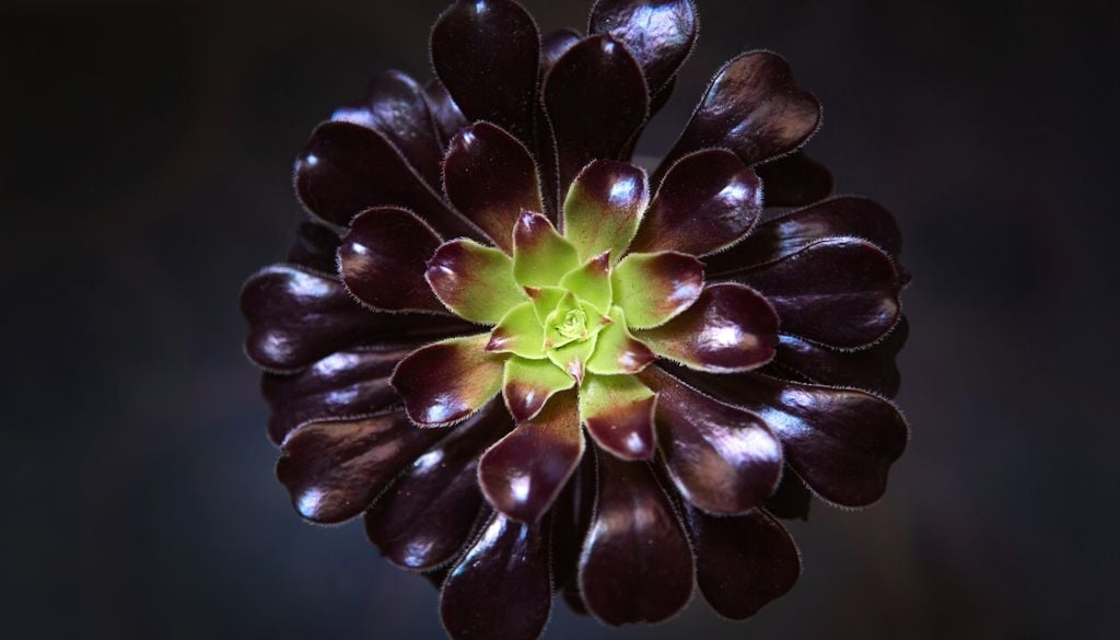 planta El contraste entre el follaje oscuro del aeonio y otras suculentas verdes crea un efecto visual único.