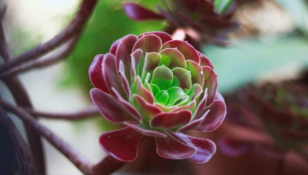 plantas Ideal para terrazas y balcones iluminados, esta suculenta aporta un toque escultural sin exigir grandes cuidados.