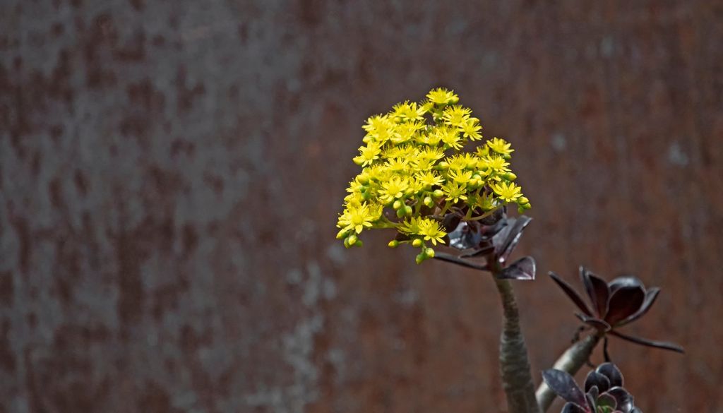 plantas Del centro de la roseta surge una inflorescencia cónica, densamente poblada por decenas de pequeñas flores amarillas con forma de estrella.