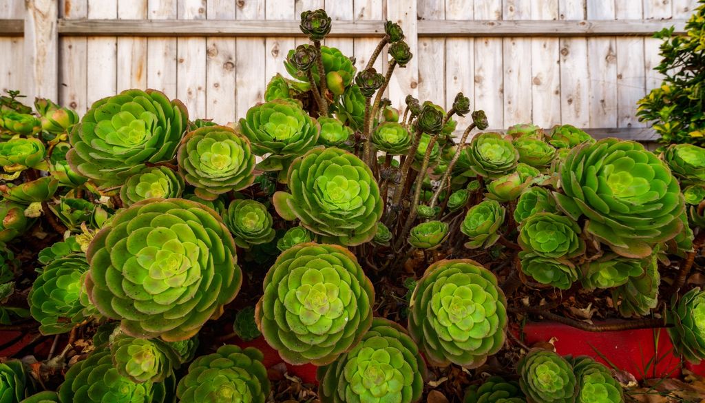 planta Ubicado junto a una ventana soleada, el aeonio arbóreo conserva la forma apretada de sus rosetas y la firmeza de sus tallos.