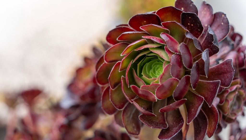 plantas Al cortar la cabeza de un tallo principal, el tronco reacciona produciendo múltiples rosetas nuevas alrededor del corte.