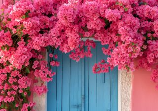 Belleza a prueba de sequía: las mejores flores para sobrevivir al verano en la zona central de Chile 