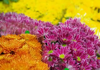 Bem vinda primavera! Como será o primeiro fim de semana da estação?