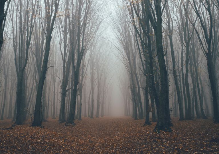 Niebla Niebla