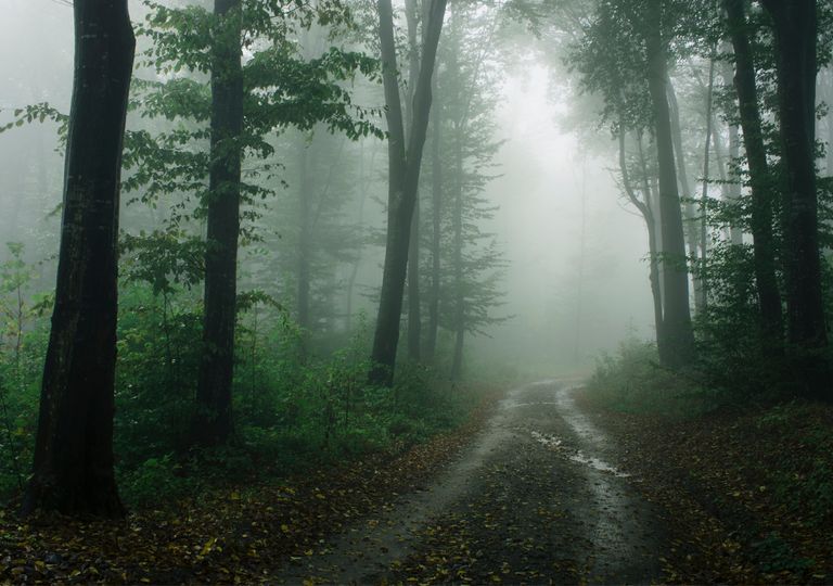 Niebla Niebla
