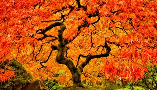 Benvenuto autunno: 3 curiosit&agrave; botaniche sulla nuova stagione