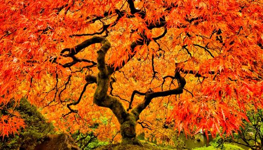 Benvenuto autunno: 3 curiosit&agrave; botaniche sulla nuova stagione