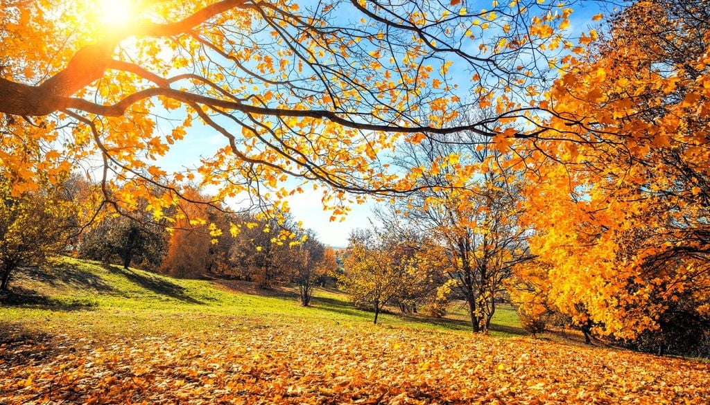 Perché alcuni alberi perdono le foglie e altri no?