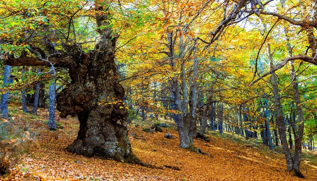 Le radici crescono anche d'inverno? Cosa mostra uno studio pubblicato su Nature nel 2025