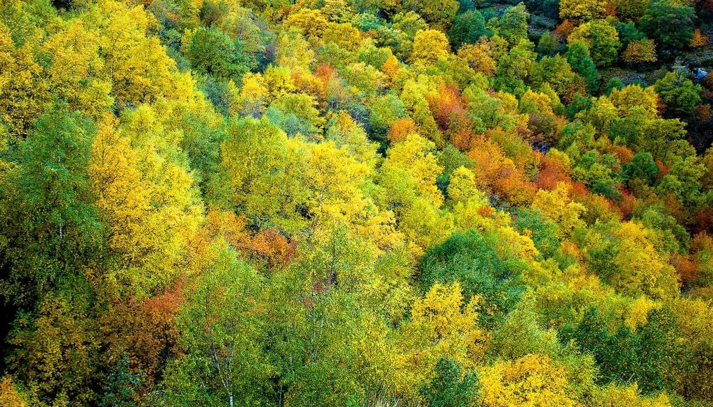 Il cambiamento climatico influenza il foliage?