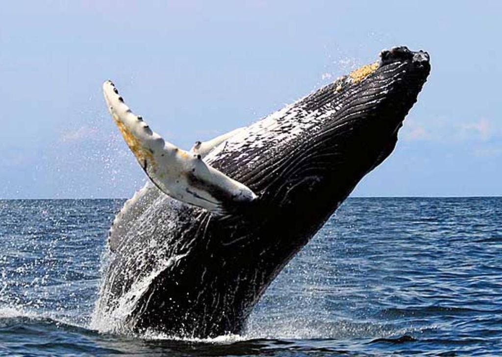 Avistamento de baleia-jubarte no Arquipélago de Abrolhos, Bahia. Crédito: Horizonte Aberto.