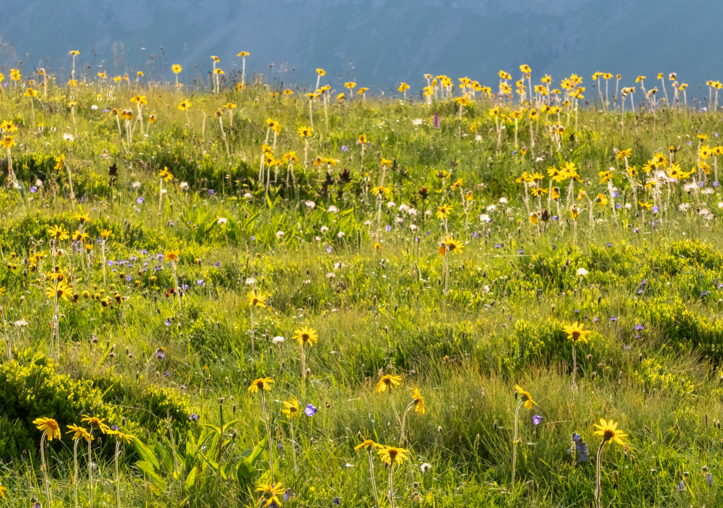 Der Klimawandel verändert Pflanzengemeinschaften wie diese Bergwiese.