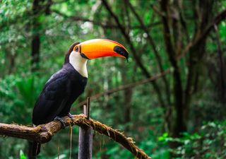 Besonderer Regenwald wird teilweise zum Schutzgebiet