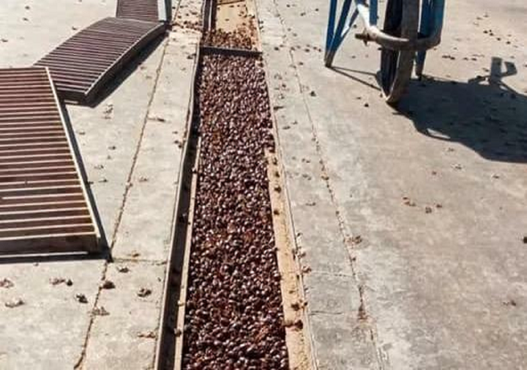 Besouros invadem cidade na Argentina após forte onda de calor Besouros invadem cidade na Argentina após forte onda de calor