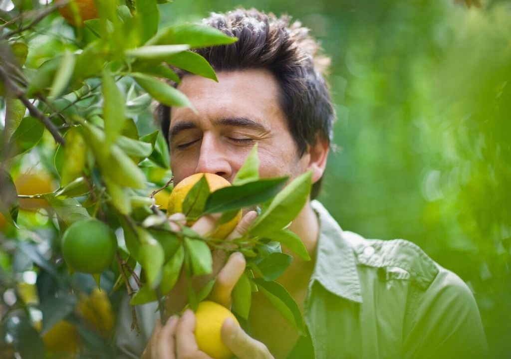 In der Studie wurden folgende Gerüche analysiert: Orange, Schuhleder, Zimt, Pfefferminz, Banane, Zitrone, Lakritz, Kaffee, Gewürznelke, Ananas, Rose und Fisch.