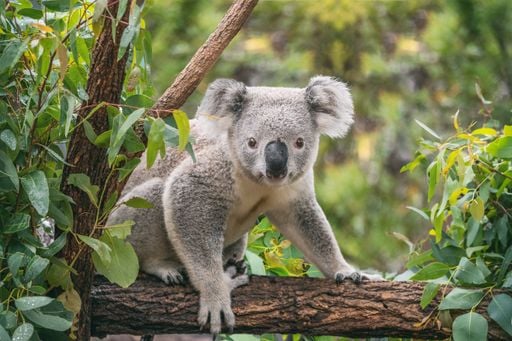 Besuch beim Teufel: Dies sind die besten Orte f&uuml;r Begegnungen mit Australiens Fauna