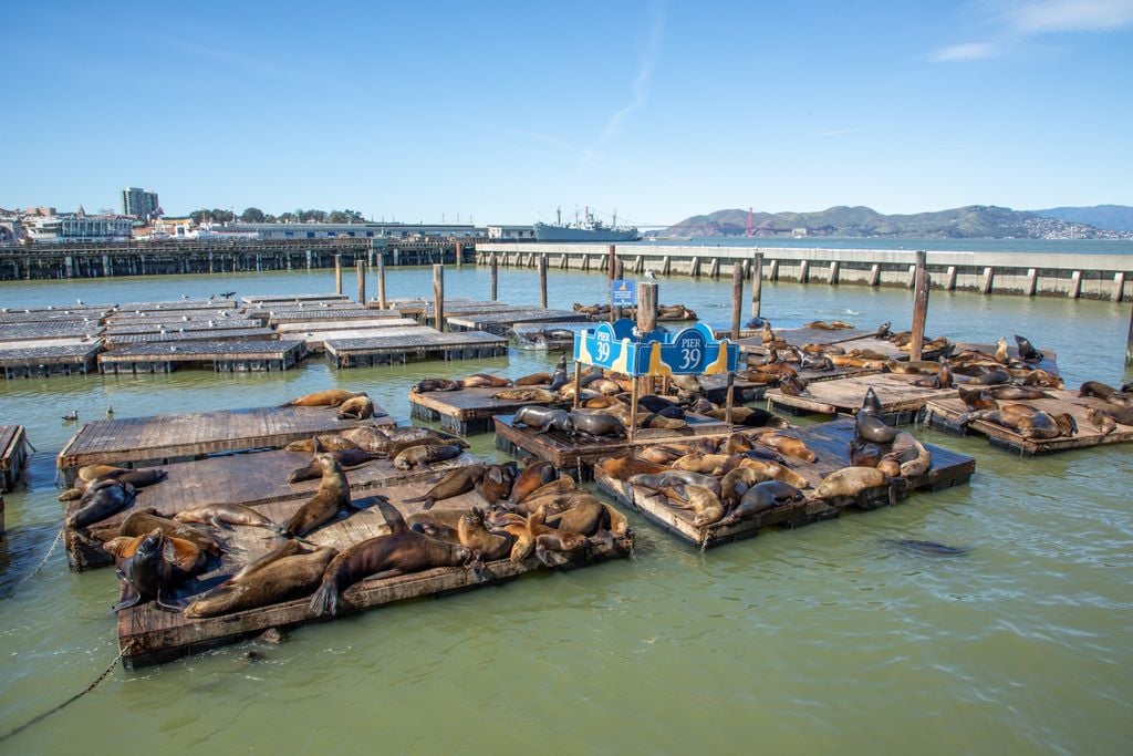 Kalifornische Seelöwen fühlen sich am Pier 39 außerordentlich wohl. Foto: Adobe Stock