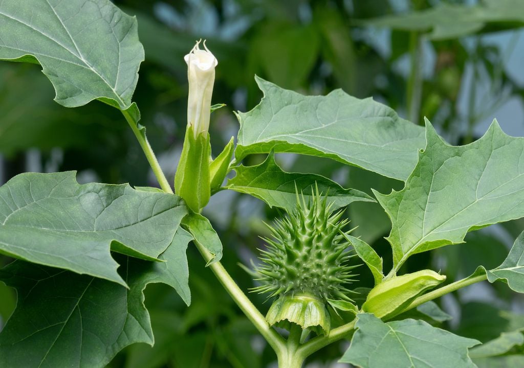 Thorn apple has a distinctive "seed pouch" that is spiky and as menacing as it looks.