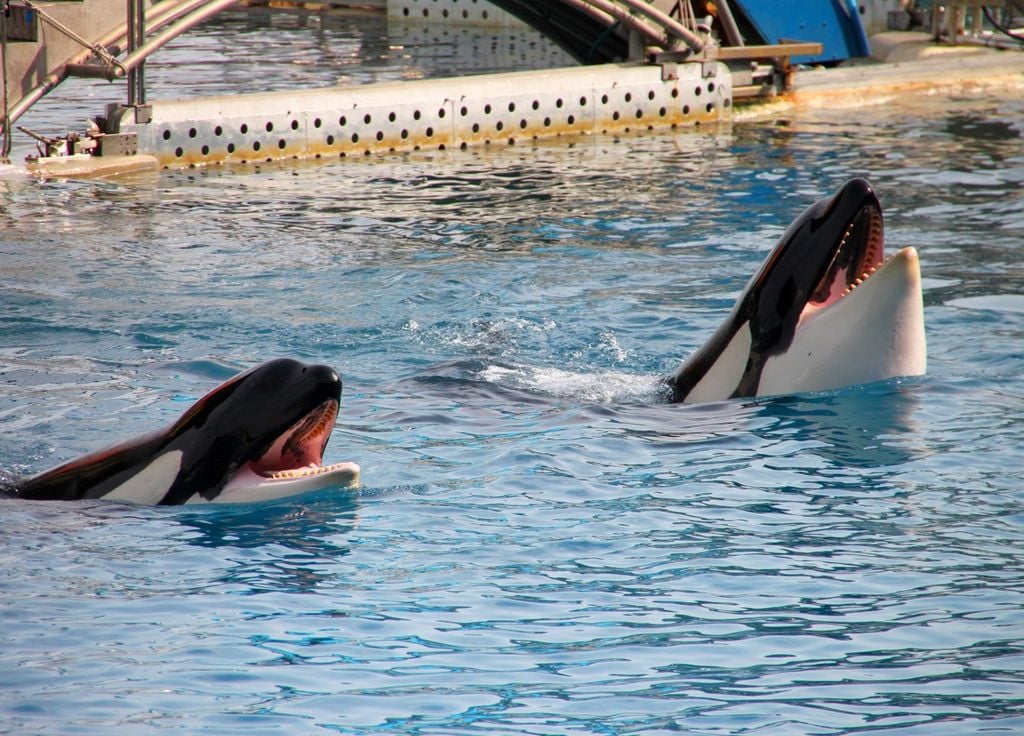 Les orques du Marineland à Antibes attendent d'urgence une solution de transfert.