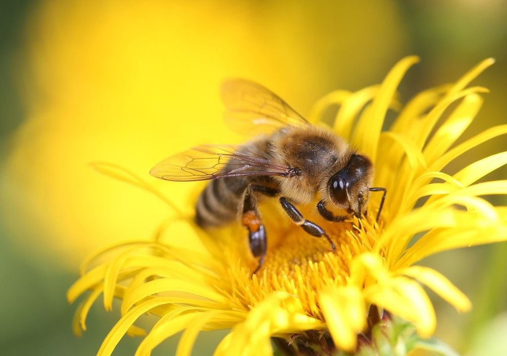 Die Kombination aus hohen Temperaturen und intensiver Landnutzung führt zu einem drastischen Rückgang der Bienenpopulationen. Die Kombination aus hohen Temperaturen und intensiver Landnutzung führt zu einem drastischen Rückgang der Bienenpopulationen.